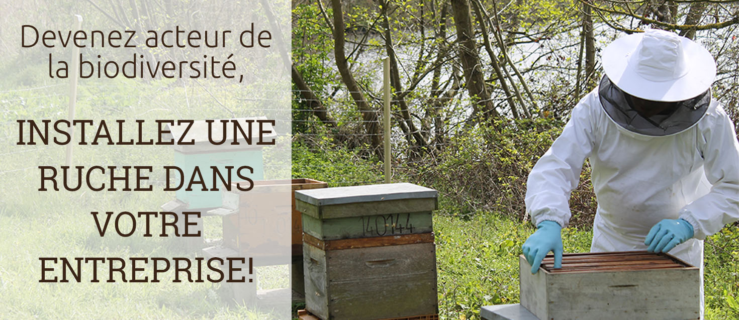 Pose de ruches